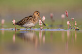 Image. Common Snipe