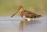 Image. Common Snipe