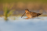 Image. Common Snipe