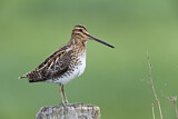 Image. Common Snipe