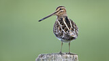 Image. Common Snipe