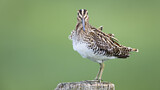 Image. Common Snipe