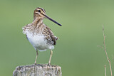 Image. Common Snipe