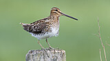 Image. Common Snipe