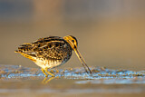 Image. Common Snipe