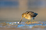Image. Common Snipe