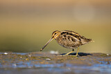 Image. Common Snipe