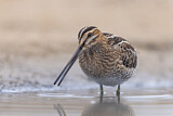 Image. Common Snipe