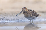 Image. Common Snipe