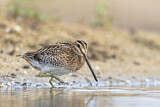 Image. Common Snipe