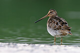 Image. Common Snipe