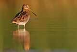 Image. Common Snipe