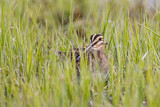 Image. Common Snipe