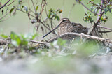 Image. Common Snipe
