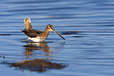 Image. Common Snipe
