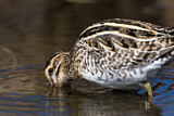 Image. Common Snipe