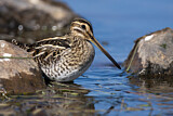 Image. Common Snipe