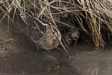 Image. Common Snipe