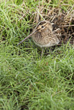 Image. Common Snipe