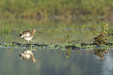 Image. Common Snipe