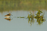 Image. Common Snipe