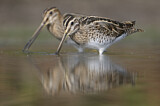 Image. Common Snipe
