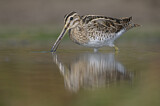 Image. Common Snipe