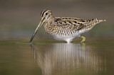 Image. Common Snipe