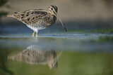 Image. Common Snipe