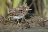 Image. Common Snipe