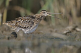Image. Common Snipe