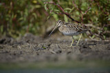 Image. Common Snipe