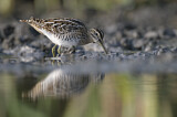 Image. Common Snipe