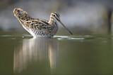 Image. Common Snipe