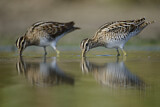 Image. Common Snipe