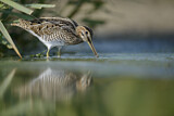 Image. Common Snipe