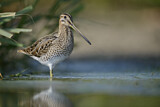 Image. Common Snipe