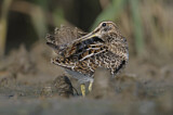Image. Common Snipe