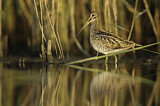 Image. Common Snipe