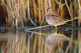 Image. Common Snipe