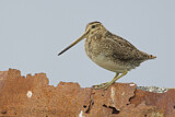 Image. Common Snipe