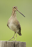 Image. Common Snipe