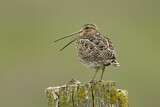 Image. Common Snipe