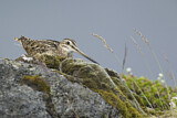 Image. Common Snipe
