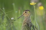 Image. Common Snipe