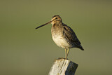 Image. Common Snipe