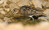 Image. Common Snipe