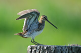 Image. Common Snipe