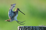 Image. Common Snipe