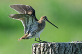 Image. Common Snipe